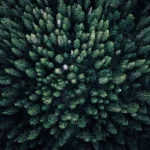 EDT BOIS DE SAUGE 50ML