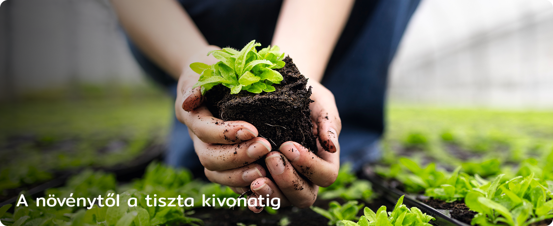 A növénytől a tiszta kivonatig